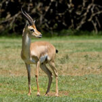 Gazella_gazella