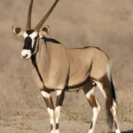 Gemsbok.jpg