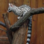 Genetta_genetta_felina_(Wroclaw_zoo)