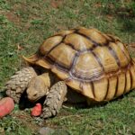 Geochelone_sulcata_-Oakland_Zoo_-feeding-8a