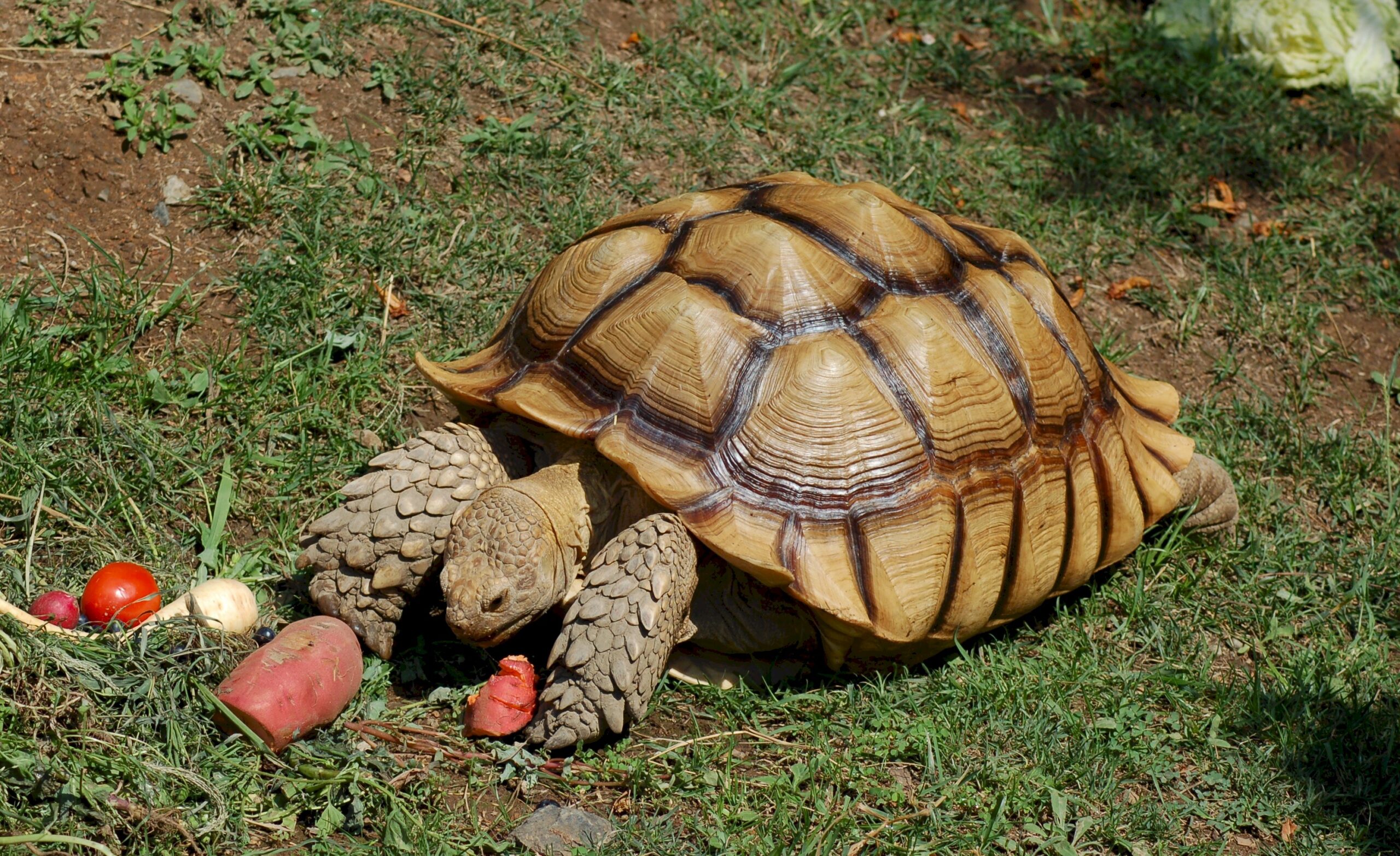 Želva ostruhatá