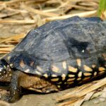 Geoclemys-hamiltonii-1024×615
