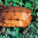 Geoemyda_spengleri-web