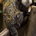Geoffroy’s_Marmoset_1
