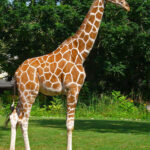 Giraffa_camelopardalis_reticulata_01