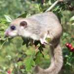 Glis_glis_4058