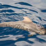 Globicephala_macrorhynchus_Tenerife_2012