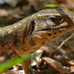 Golden_Tegu_(Tupinambis_teguixin)_(27989519325)