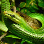 Gonyosoma_oxycephalum_Oslo