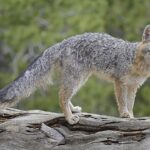 Gray_fox
