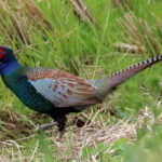 Green-Pheasant-Phasianus-versicolor-1