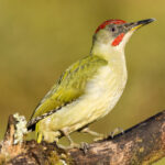 Picus viridian,green woodpecker