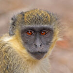 Green_monkey_(Chlorocebus_sabaeus)_juvenile_head