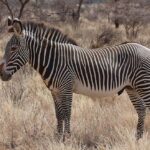 Grevy’s_Zebra_Stallion