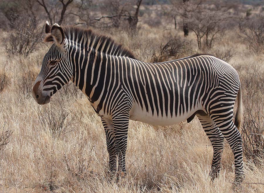 Zebra grévyho