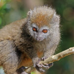 Grey_bamboo_lemur_(Hapalemur_griseus_griseus)