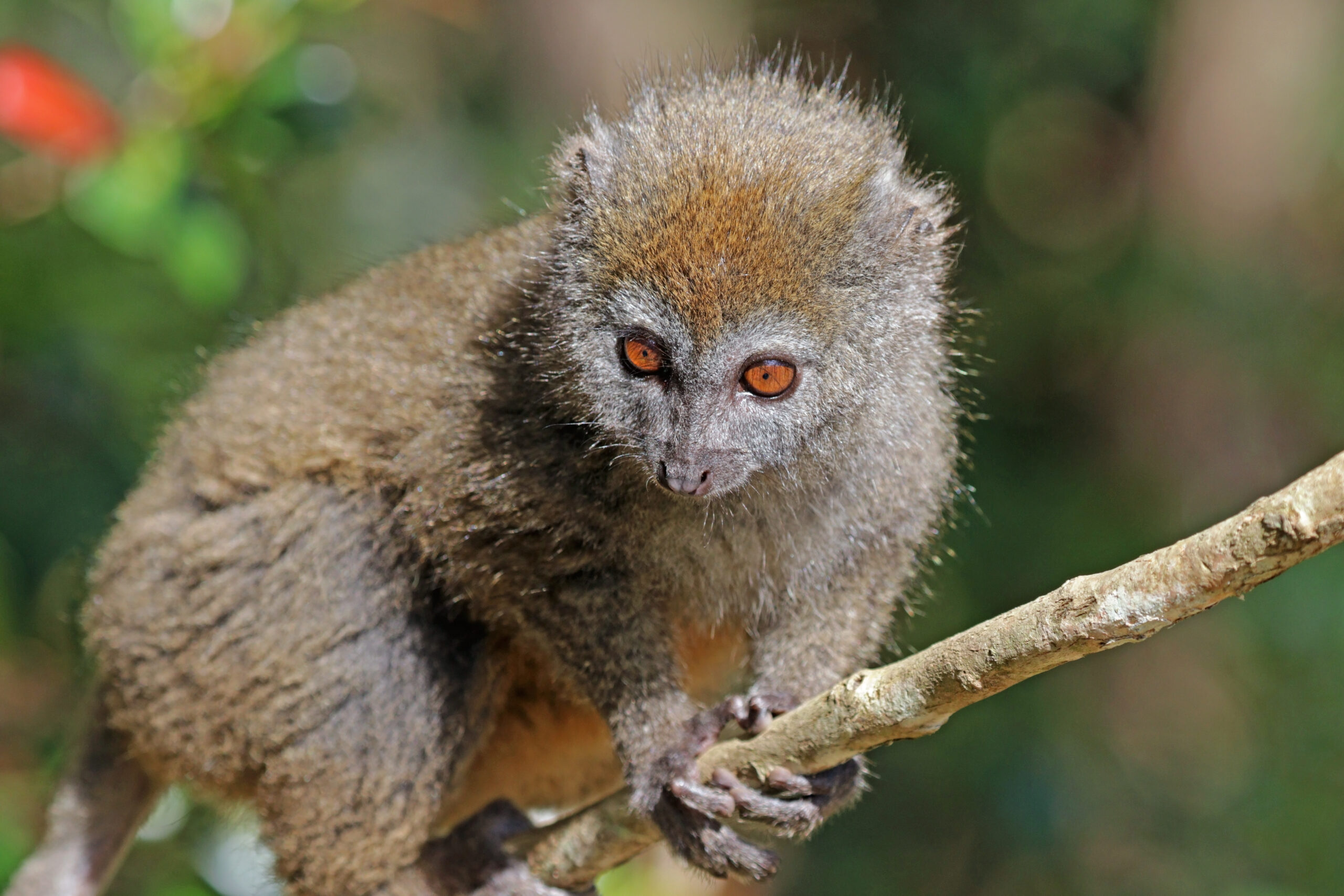 Lemur šedý