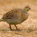 Grey_francolin_bng