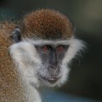 Grivet_(Chlorocebus_aethiops)_head_2