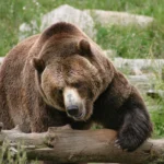 Grizzly-bear.jpg