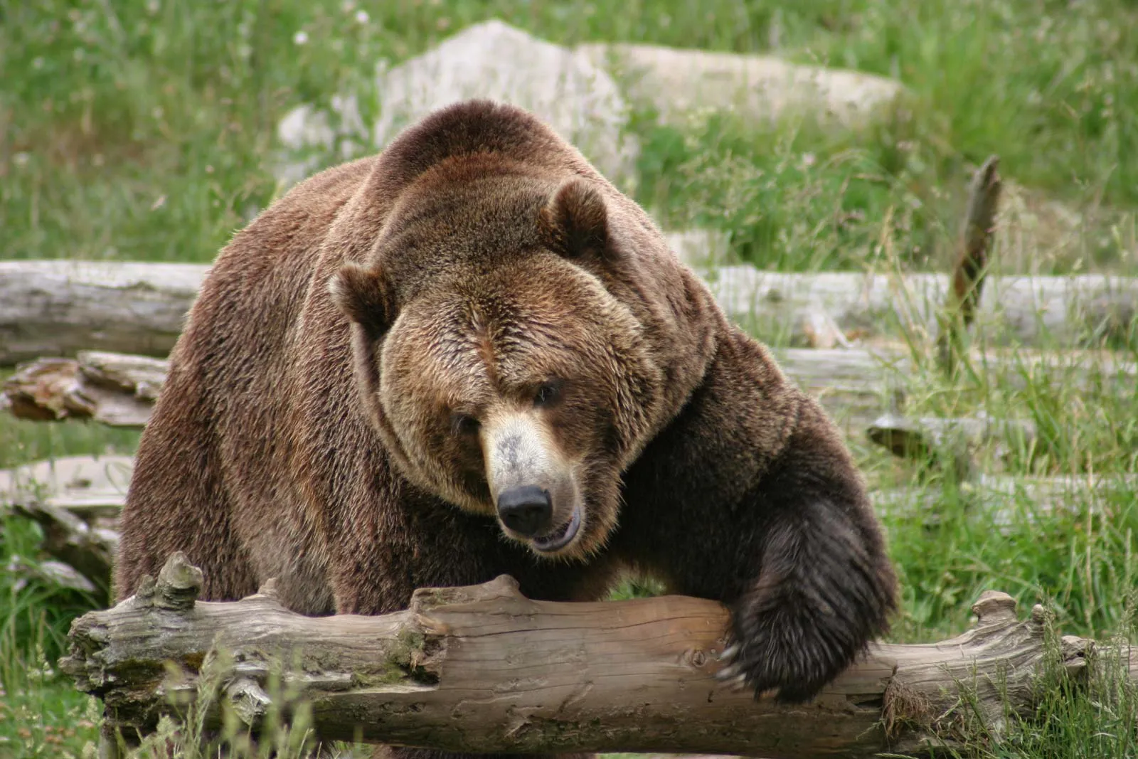 Medvěd grizzly