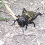 Gryllus_campestris_3