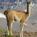 Guanaco_de_San_Carlos