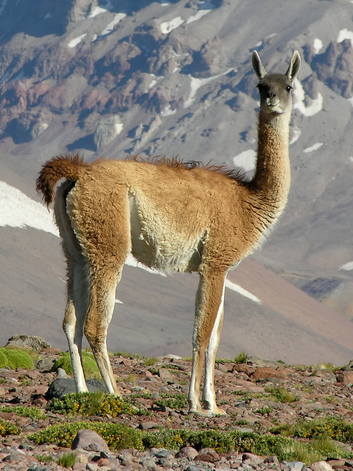 Guanako