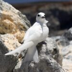 Gygis_alba_Ascension_Island_1