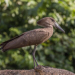 Hamerkop_(Scopus_umbretta_umbretta)