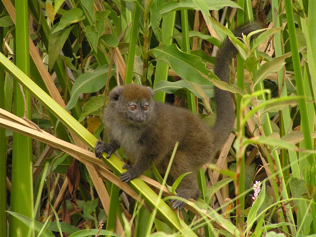 Lemur rákosový