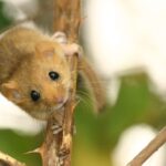 Haselmaus