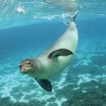 Hawaiian-Laysan-monk-seal.jpg