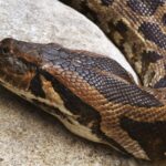 Heller_Tigerpython_Python_molurus_molurus
