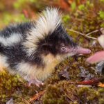 Hemicentetes_nigriceps_01_small
