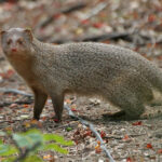 Herpestes_edwardsii_at_Hyderaba