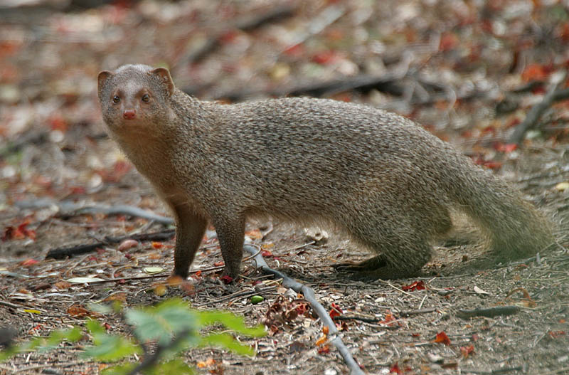 Promyka mungo