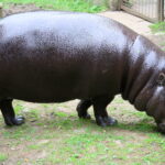 Hexaprotodon_liberiensis_in_Edinburgh_Zoo
