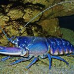 Homarus_gammarus_03