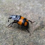 Hrobařík_malý_Nicrophorus_vespilloides