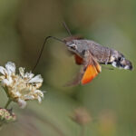 Hummingbird_hawk_moth_(Macroglossum_stellatarum)_in_flight