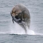 Hyperoodon_ampullatus_jumping