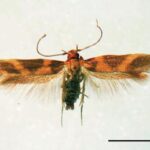 Hyposmocoma_inversella