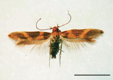 Hyposmocoma molluscivora