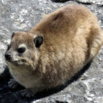 Hyrax_on_the_Rocks