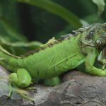 Iguana-Iguana3