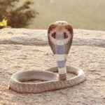 Indian_Cobra,_crop