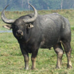 Indian_Water_Buffalo_Bubalus_arnee_by_Dr_Raju_Kasambe_IMG_0347_(11)_(cropped)