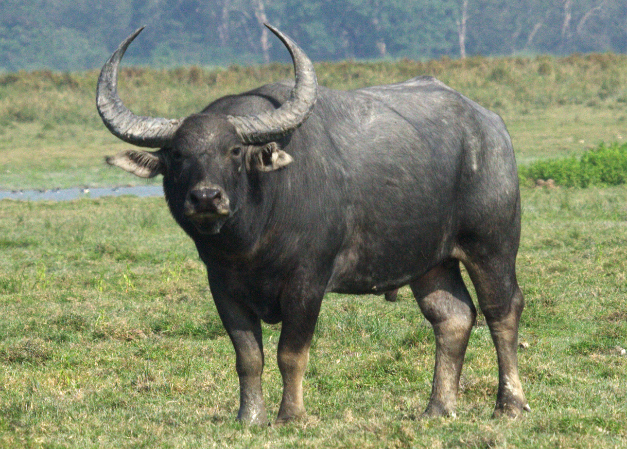 Asijský buvol