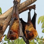 Indian_flying_foxes_(Pteropus_giganteus_giganteus)